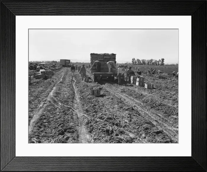 Framed Print : Large scale agriculture, near Meloland, Imperial Valley, 1939. Creator: Dorothea Lange