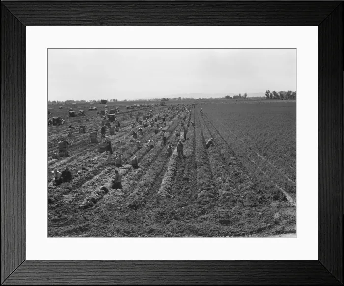 Framed Print : Large scale agriculture, near Meloland, Imperial Valley, 1939. Creator: Dorothea Lange Framed Print : Large scale agriculture, near Meloland, Imperial Valley, 1939. Creator: Dorothea Lange