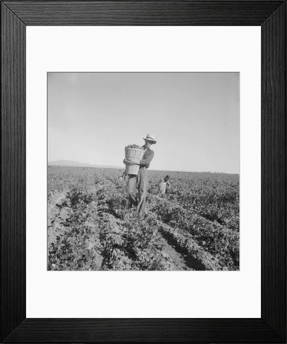 Framed Print : Pea pickers coming into weigh master, Sinclair Ranch, near Calipatria, California, 1939. Creator: Dorothea Lange Framed Print : Pea pickers coming into weigh master, Sinclair Ranch, near Calipatria, California, 1939. Creator: Dorothea Lange