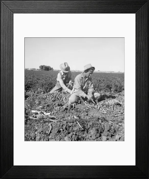 Framed Print : Large scale agriculture, near Meloland, Imperial Valley, 1939. Creator: Dorothea Lange Framed Print : Large scale agriculture, near Meloland, Imperial Valley, 1939. Creator: Dorothea Lange
