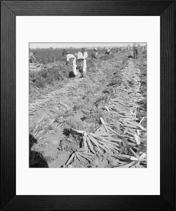 Framed Print : Large scale agriculture, near Meloland, Imperial Valley, 1939. Creator: Dorothea Lange Framed Print : Large scale agriculture, near Meloland, Imperial Valley, 1939. Creator: Dorothea Lange