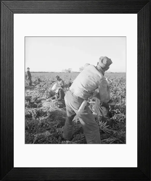 Framed Print : Large scale agriculture, near Meloland, Imperial Valley, 1939. Creator: Dorothea Lange Framed Print : Large scale agriculture, near Meloland, Imperial Valley, 1939. Creator: Dorothea Lange