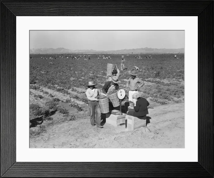 Framed Print : Open air food factory - weighing in peas, California, 1939. Creator: Dorothea Lange Framed Print : Open air food factory - weighing in peas, California, 1939. Creator: Dorothea Lange