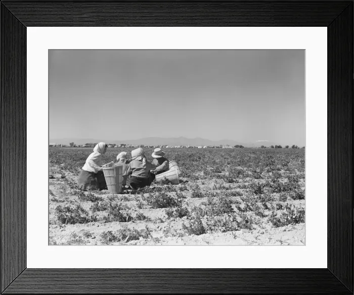 Framed Print : Lunchtime in the pea fields with camp in background, near Calipatria, California, 1939. Creator: Dorothea Lange Framed Print : Lunchtime in the pea fields with camp in background, near Calipatria, California, 1939. Creator: Dorothea Lange