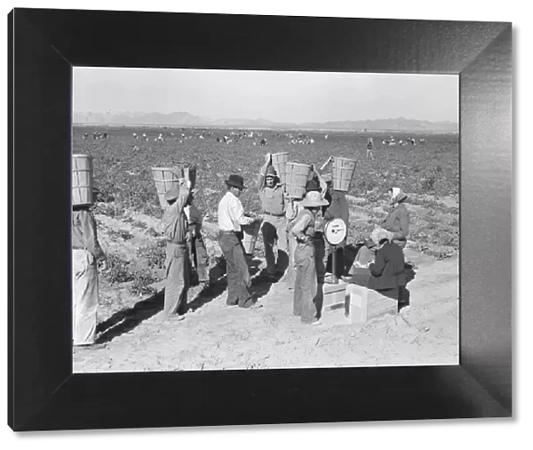 Open air food factory - weighing in the peas near Calipatria, California, 1939. Creator: Dorothea Lange
