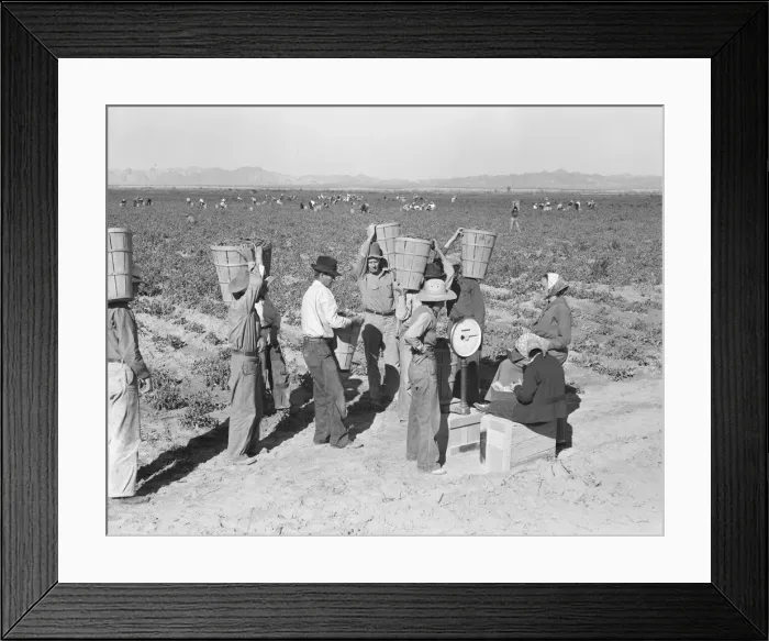 Framed Print : Open air food factory - weighing in the peas near Calipatria, California, 1939. Creator: Dorothea Lange Framed Print : Open air food factory - weighing in the peas near Calipatria, California, 1939. Creator: Dorothea Lange