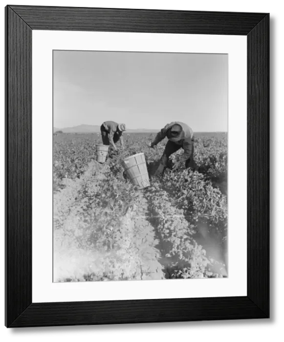 Framed Print : Pea pickers near Calipatria, California, 1939. Creator: Dorothea Lange Framed Print : Pea pickers near Calipatria, California, 1939. Creator: Dorothea Lange