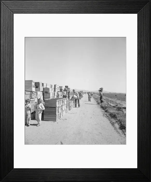 Framed Print : Pea harvest, Large-scale industrialized agriculture... Imperial Valley, CA, 1939. Creator: Dorothea Lange Framed Print : Pea harvest, Large-scale industrialized agriculture... Imperial Valley, CA, 1939. Creator: Dorothea Lange
