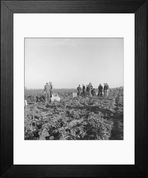 Framed Print : Migratory field workers at 5 a.m. waiting in the carrot field... 1939. Creator: Dorothea Lange Framed Print : Migratory field workers at 5 a.m. waiting in the carrot field... 1939. Creator: Dorothea Lange