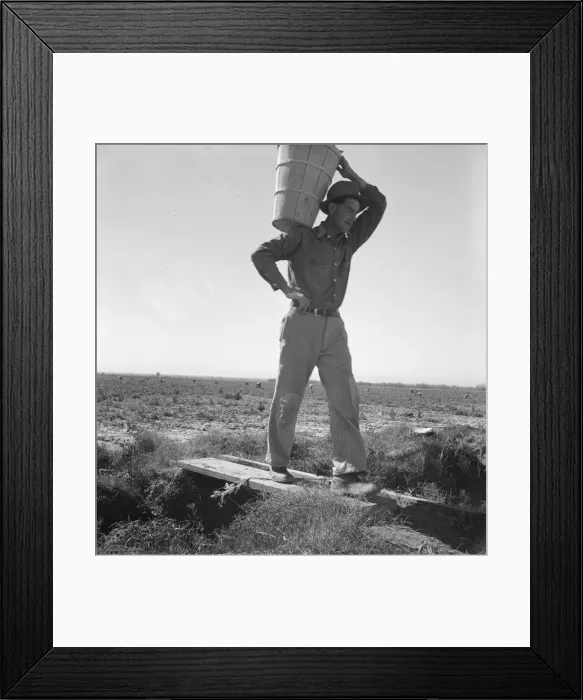 Framed Print : Pickers coming into the weigh master, pea field near Calipatria, California, 1939. Creator: Dorothea Lange Framed Print : Pickers coming into the weigh master, pea field near Calipatria, California, 1939. Creator: Dorothea Lange