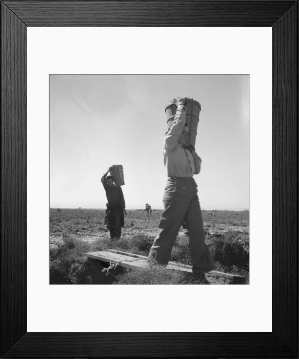 Framed Print : Pickers coming into the weigh master, pea field near Calipatria, California, 1939. Creator: Dorothea Lange Framed Print : Pickers coming into the weigh master, pea field near Calipatria, California, 1939. Creator: Dorothea Lange