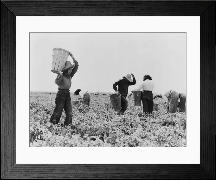 Framed Print : Pea pickers near Calipatria, California, 1939. Creator: Dorothea Lange Framed Print : Pea pickers near Calipatria, California, 1939. Creator: Dorothea Lange
