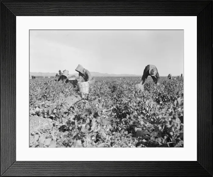 Framed Print : Pea pickers near Calipatria, California, 1939. Creator: Dorothea Lange Framed Print : Pea pickers near Calipatria, California, 1939. Creator: Dorothea Lange