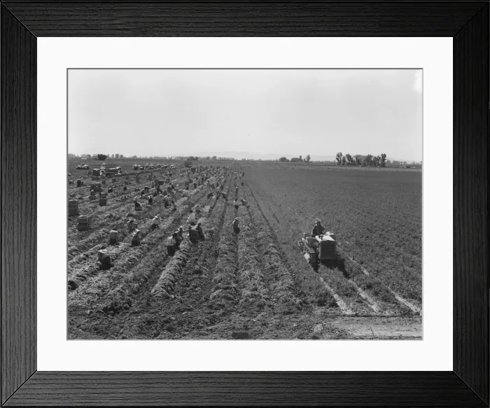Framed Print : Large scale agriculture, near Meloland, Imperial Valley, 1939. Creator: Dorothea Lange Framed Print : Large scale agriculture, near Meloland, Imperial Valley, 1939. Creator: Dorothea Lange