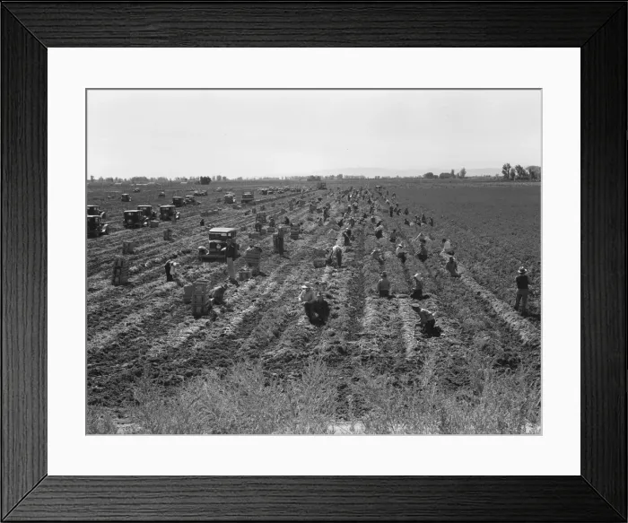 Framed Print : Large scale agriculture, near Meloland, Imperial Valley, 1939. Creator: Dorothea Lange Framed Print : Large scale agriculture, near Meloland, Imperial Valley, 1939. Creator: Dorothea Lange