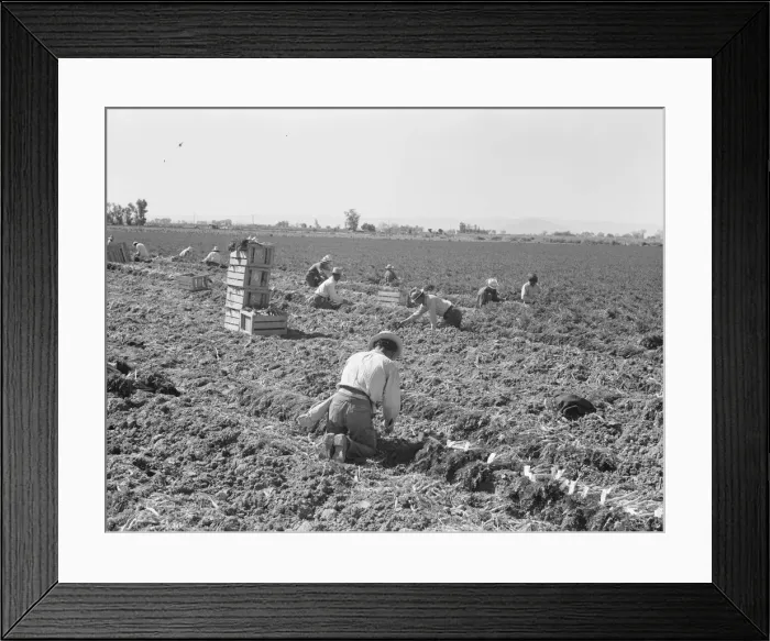 Framed Print : Large scale agriculture, near Meloland, Imperial Valley, 1939. Creator: Dorothea Lange Framed Print : Large scale agriculture, near Meloland, Imperial Valley, 1939. Creator: Dorothea Lange