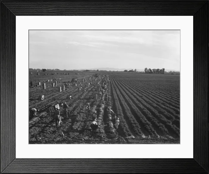 Framed Print : Large scale agriculture, near Meloland, Imperial Valley, 1939. Creator: Dorothea Lange Framed Print : Large scale agriculture, near Meloland, Imperial Valley, 1939. Creator: Dorothea Lange