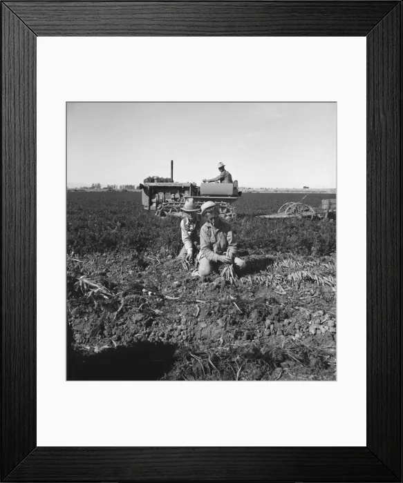 Framed Print : Large scale agriculture, near Meloland, Imperial Valley, 1939. Creator: Dorothea Lange Framed Print : Large scale agriculture, near Meloland, Imperial Valley, 1939. Creator: Dorothea Lange