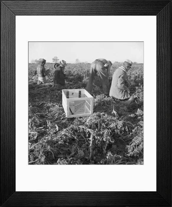 Framed Print : Large scale agriculture, near Meloland, Imperial Valley, 1939. Creator: Dorothea Lange Framed Print : Large scale agriculture, near Meloland, Imperial Valley, 1939. Creator: Dorothea Lange