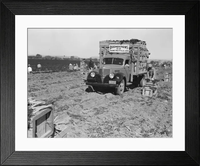 Framed Print : Loading carrots in the field near Holtville, California, 1939. Creator: Dorothea Lange Framed Print : Loading carrots in the field near Holtville, California, 1939. Creator: Dorothea Lange