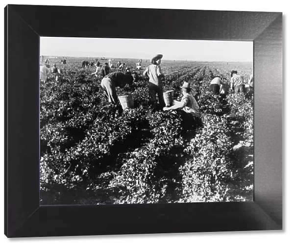 Pea pickers, California, 1939. Creator: Dorothea Lange