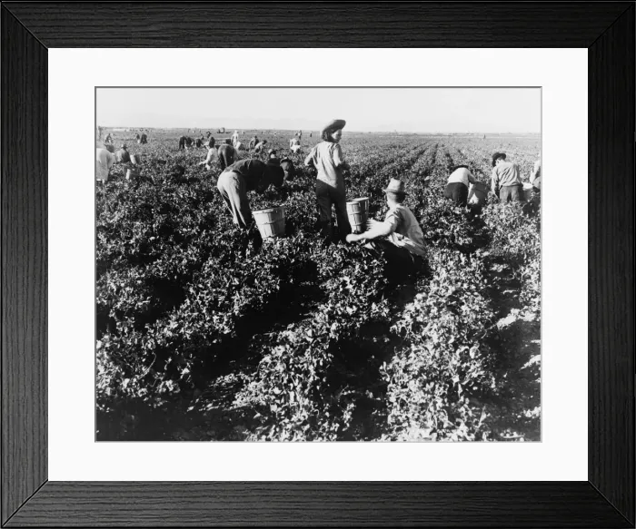 Framed Print : Pea pickers, California, 1939. Creator: Dorothea Lange Framed Print : Pea pickers, California, 1939. Creator: Dorothea Lange