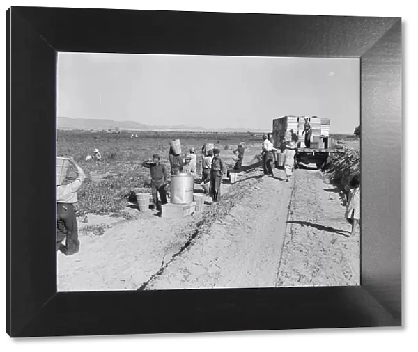 Five hundred pea pickers in field of large-scale Sinclair Ranch, Near Calipatria, California, 1939. Creator: Dorothea Lange