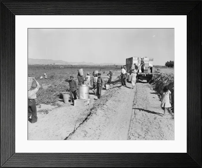Framed Print : Five hundred pea pickers in field of large-scale Sinclair Ranch, Near Calipatria, California, 1939. Creator: Dorothea Lange Framed Print : Five hundred pea pickers in field of large-scale Sinclair Ranch, Near Calipatria, California, 1939. Creator: Dorothea Lange