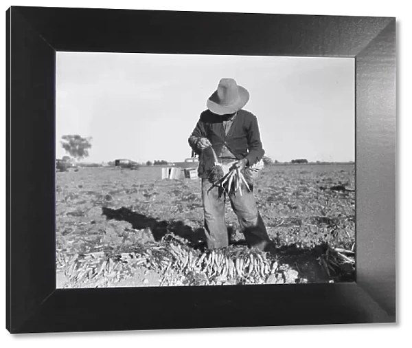 Tying carrots in Imperial Valley, near Meloland, California, 1939. Creator: Dorothea Lange
