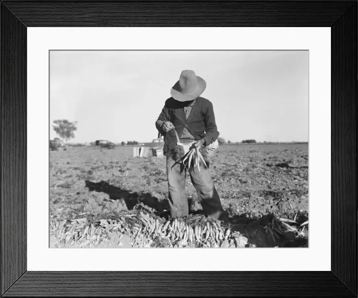 Framed Print : Tying carrots in Imperial Valley, near Meloland, California, 1939. Creator: Dorothea Lange Framed Print : Tying carrots in Imperial Valley, near Meloland, California, 1939. Creator: Dorothea Lange