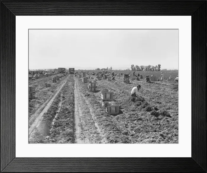 Framed Print : Large-scale agricultural gang labor, near Meloland, Imperial Valley, 1939. Creator: Dorothea Lange Framed Print : Large-scale agricultural gang labor, near Meloland, Imperial Valley, 1939. Creator: Dorothea Lange