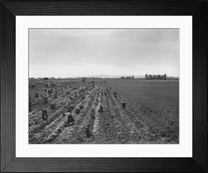 Framed Print : Large-scale agricultural gang labor, near Meloland, Imperial Valley, 1939. Creator: Dorothea Lange Framed Print : Large-scale agricultural gang labor, near Meloland, Imperial Valley, 1939. Creator: Dorothea Lange