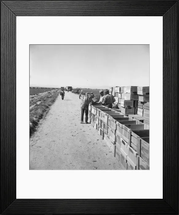 Framed Print : Pea harvest, Large-scale industrialized agriculture on Sinclair Ranch, Imperial Valley, CA, 1939. Creator: Dorothea Lange Framed Print : Pea harvest, Large-scale industrialized agriculture on Sinclair Ranch, Imperial Valley, CA, 1939. Creator: Dorothea Lange