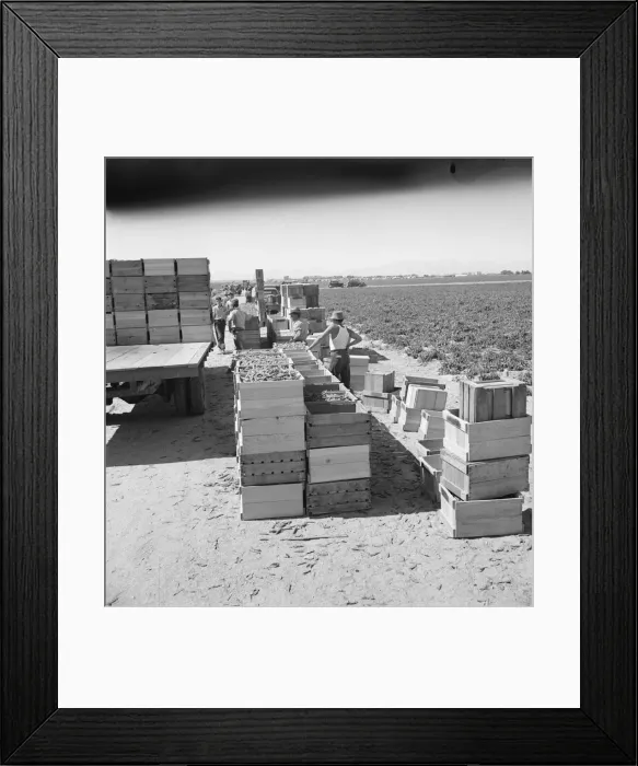 Framed Print : Pea harvest, Large-scale industrialized agriculture on Sinclair Ranch, Imperial Valley, CA, 1939. Creator: Dorothea Lange Framed Print : Pea harvest, Large-scale industrialized agriculture on Sinclair Ranch, Imperial Valley, CA, 1939. Creator: Dorothea Lange