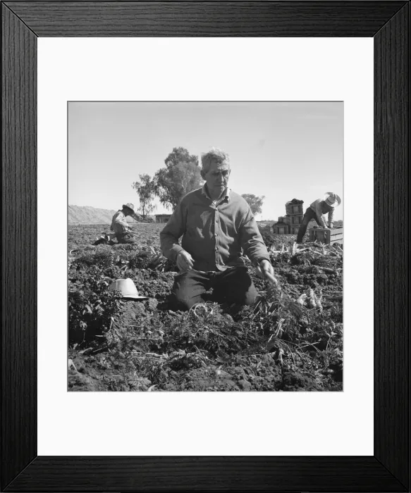 Framed Print : Migratory field worker pulling carrots, Imperial Valley, California, 1939. Creator: Dorothea Lange Framed Print : Migratory field worker pulling carrots, Imperial Valley, California, 1939. Creator: Dorothea Lange