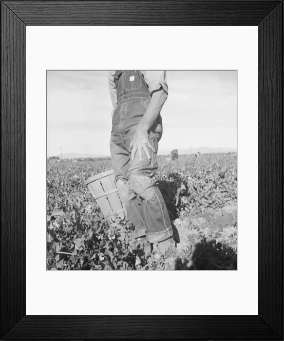 Framed Print : Migratory field worker pulling carrots, Imperial Valley, California, 1939. Creator: Dorothea Lange Framed Print : Migratory field worker pulling carrots, Imperial Valley, California, 1939. Creator: Dorothea Lange