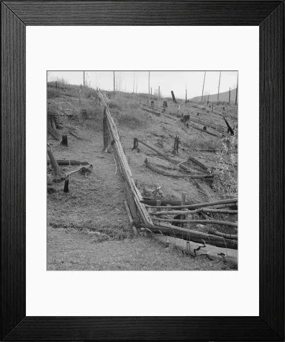 Framed Print : Fencing on new farms in cut-over area, Priest River Valley, Bonner County, Idaho, 1939. Creator: Dorothea Lange Framed Print : Fencing on new farms in cut-over area, Priest River Valley, Bonner County, Idaho, 1939. Creator: Dorothea Lange