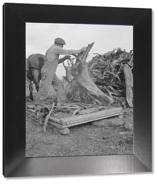 Ex-mill worker clears eight-acre field after bulldozer... Boundary County, Idaho, 1939. Creator: Dorothea Lange