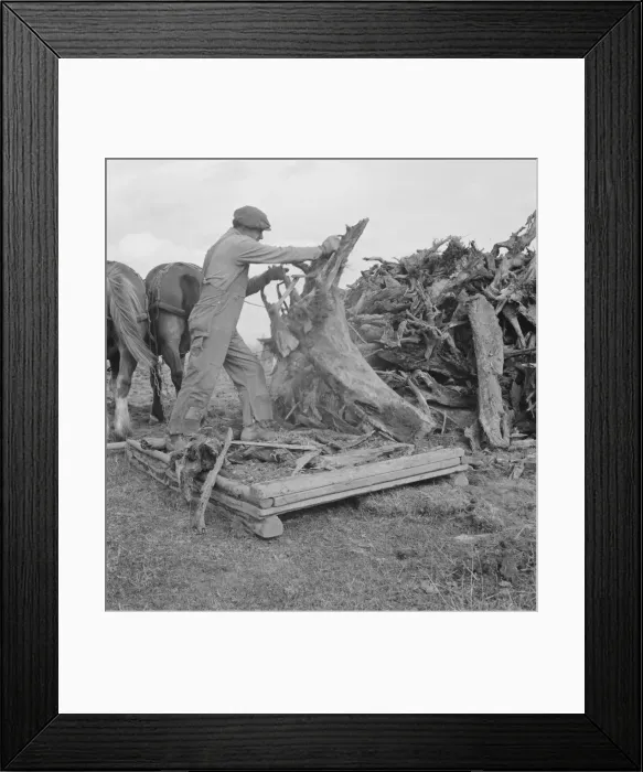 Framed Print : Ex-mill worker clears eight-acre field after bulldozer... Boundary County, Idaho, 1939. Creator: Dorothea Lange Framed Print : Ex-mill worker clears eight-acre field after bulldozer... Boundary County, Idaho, 1939. Creator: Dorothea Lange
