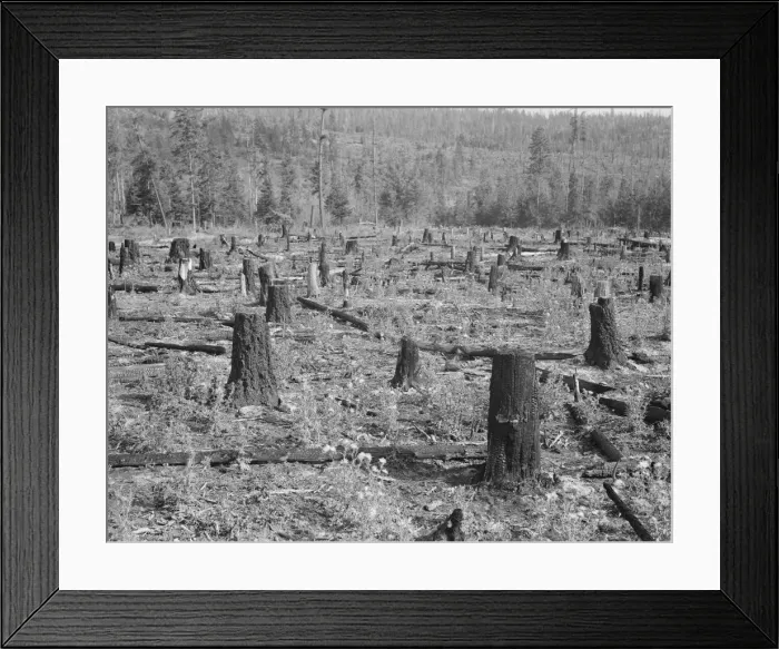 Framed Print : Part of uncleared land on farm on farm, Boundary County, Idaho, 1939. Creator: Dorothea Lange Framed Print : Part of uncleared land on farm on farm, Boundary County, Idaho, 1939. Creator: Dorothea Lange