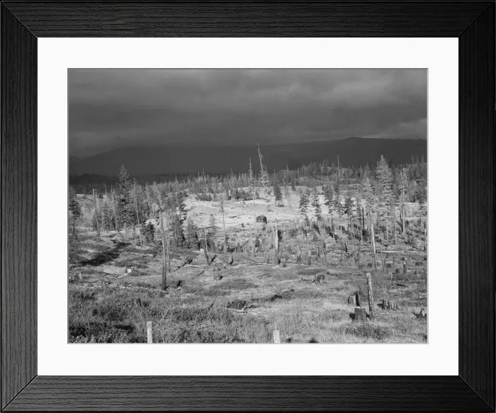 Framed Print : Cut-over landscape, approaching winter rain, showing settler s... Boundary County, Idaho, 1939. Creator: Dorothea Lange Framed Print : Cut-over landscape, approaching winter rain, showing settler s... Boundary County, Idaho, 1939. Creator: Dorothea Lange