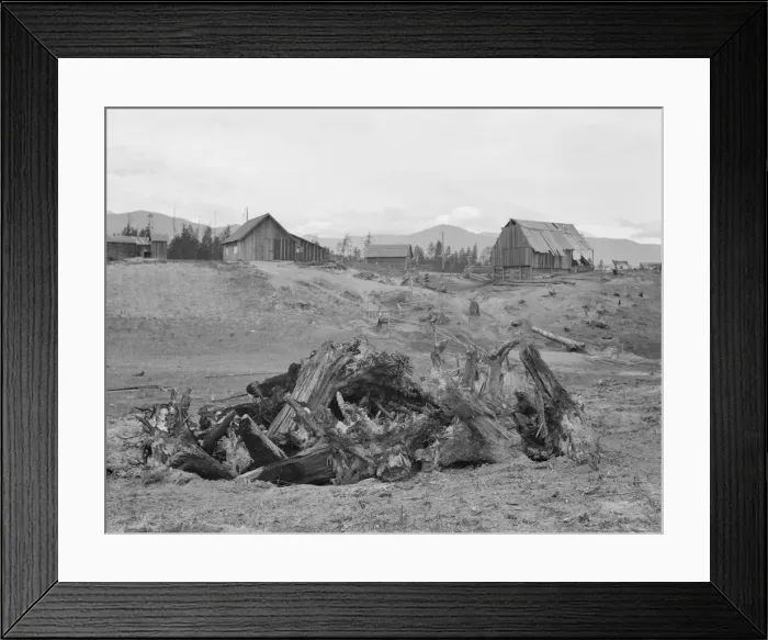 Framed Print : Stump pile, ready to burn, house, barn, and farm buildings, Unruf farm, Boundary County, Idaho, 1939 Creator: Dorothea Lange Framed Print : Stump pile, ready to burn, house, barn, and farm buildings, Unruf farm, Boundary County, Idaho, 1939 Creator: Dorothea Lange