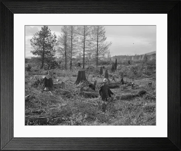 Framed Print : Ex-Nebraska farmer and the piece of land which he hopes to clear... Bonner County, Idaho, 1939. Creator: Dorothea Lange Framed Print : Ex-Nebraska farmer and the piece of land which he hopes to clear... Bonner County, Idaho, 1939. Creator: Dorothea Lange