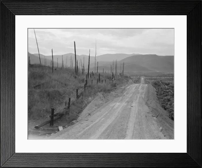 Framed Print : Shows character of cut-over area, Bonner County, Idaho, 1939. Creator: Dorothea Lange Framed Print : Shows character of cut-over area, Bonner County, Idaho, 1939. Creator: Dorothea Lange
