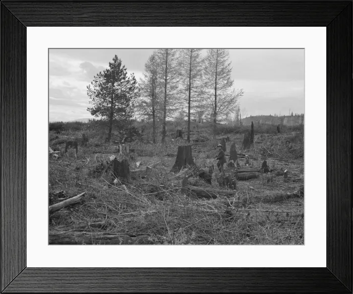 Framed Print : Ex-Nebraska farmer and the piece of land which he hopes... Bonner County, Idaho, 1939. Creator: Dorothea Lange Framed Print : Ex-Nebraska farmer and the piece of land which he hopes... Bonner County, Idaho, 1939. Creator: Dorothea Lange