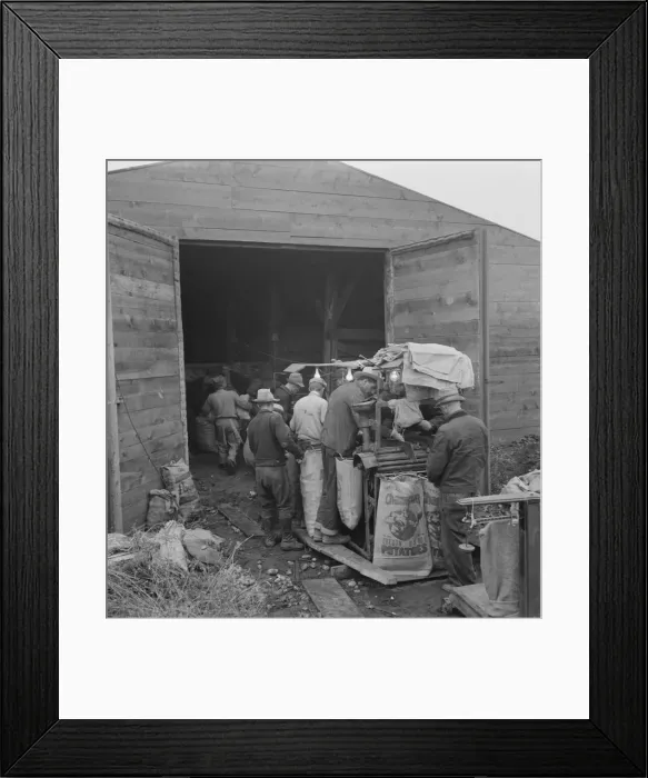 Framed Print : Grading potatoes, preparing for shipment... ten miles south of Merrill, Oregon, 1939. Creator: Dorothea Lange Framed Print : Grading potatoes, preparing for shipment... ten miles south of Merrill, Oregon, 1939. Creator: Dorothea Lange