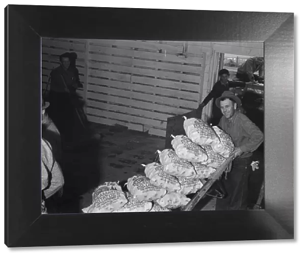 Loading sacked potatoes from shed to truck, Tulelake, Siskiyou County, California, 1939. Creator: Dorothea Lange