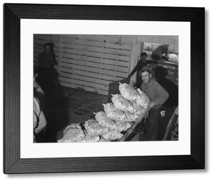 Framed Print : Loading sacked potatoes from shed to truck, Tulelake, Siskiyou County, California, 1939. Creator: Dorothea Lange Framed Print : Loading sacked potatoes from shed to truck, Tulelake, Siskiyou County, California, 1939. Creator: Dorothea Lange