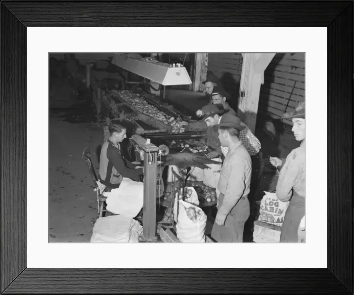 Framed Print : In packing shed, grading and sacking potat... Tulelake, Siskiyou County, California, 1939 Creator: Dorothea Lange Framed Print : In packing shed, grading and sacking potat... Tulelake, Siskiyou County, California, 1939 Creator: Dorothea Lange