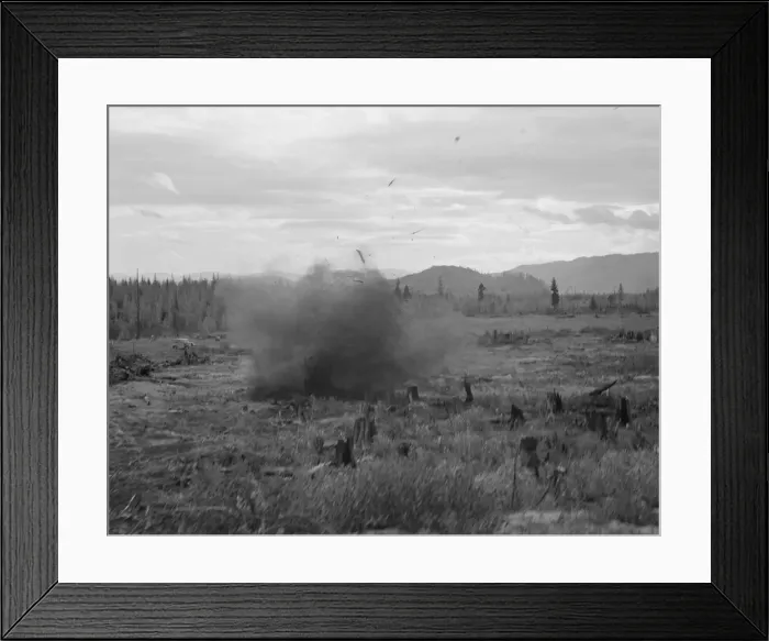 Framed Print : Tomarack stump is blasted, Bonner County, Idaho, 1939. Creator: Dorothea Lange Framed Print : Tomarack stump is blasted, Bonner County, Idaho, 1939. Creator: Dorothea Lange